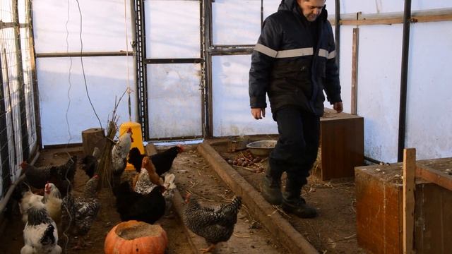 Куры зимой в теплице при - 30 С