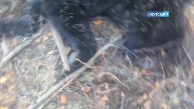 Убитого в Сунтарском районе медведя-людоеда сняли на видео
