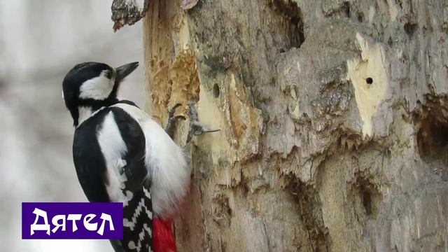Птицы-Домашние и дикие птицы- Название и звук птиц- Голоса птиц- Петух Кукушка Чайка Ворона Гриф