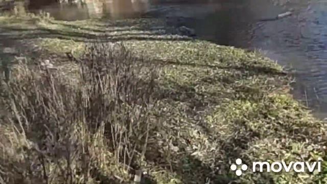 Что происходит на речке