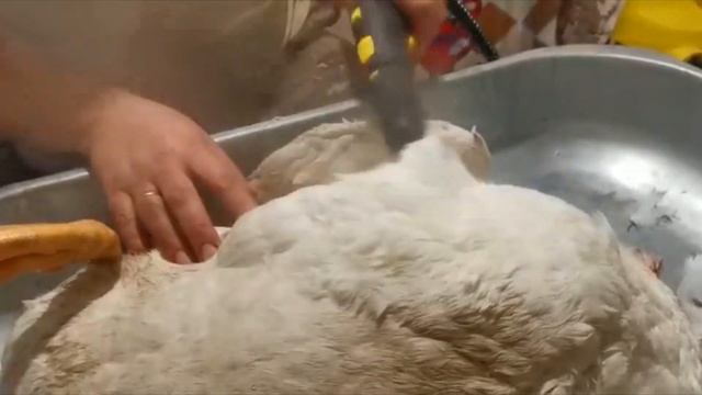 Как легко ощипать гуся с помощью парогениратора?! Отличный способ ! "Мое Подворье"