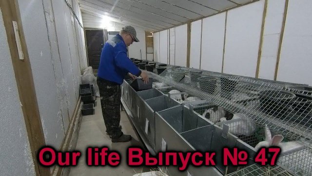 Работа Кроликовода и его семьи.  Начались окролы.  Всего по не многу.  Our lief  Выпуск №47