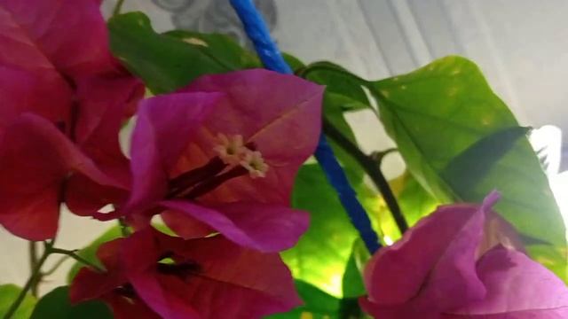 Комнатные цветы. Шикарное цветение.