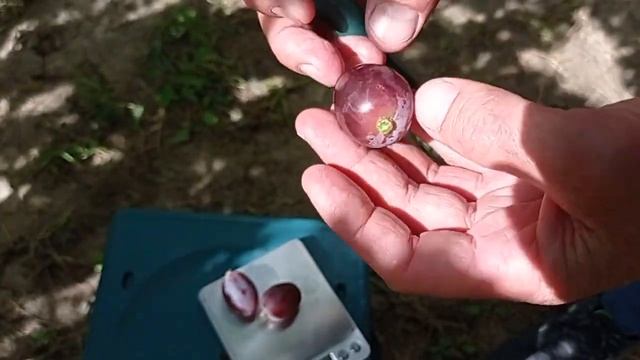 @Шикарнейшая ягода, ДЕГУСТАЦИЯ. Виноград ЭВЕРЕСТ