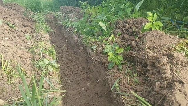 Бирючина обыкновенная.Посадка.