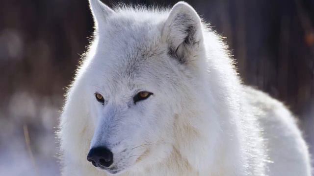 Топ-10 САМЫХ КРАСИВЫХ животных в мире