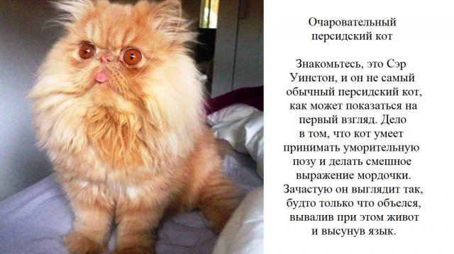 354 Светлана Ельчинова - Если б не было кота