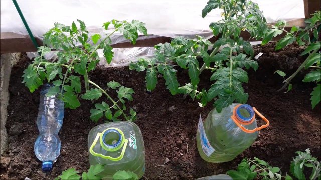 Высаживаю первые томаты 16 апреля