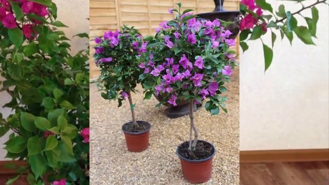 Обрезка и формирование кроны Бугенвиллии.