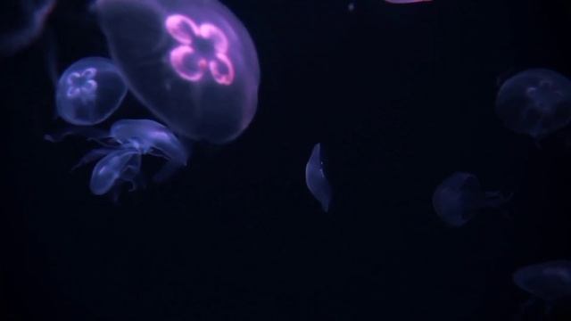Заставка на экран Медузы Успокаивающий  темный фон для видео HD Море Медитация Фон для сна