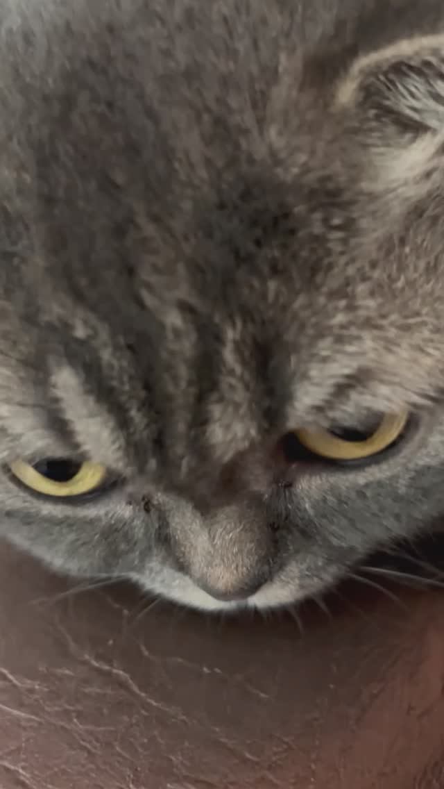 Сима