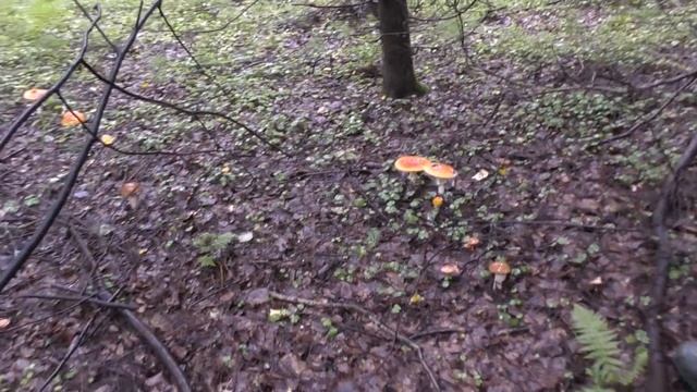 Ищем грибы в любую погоду! Совместные поиски грибов, Александр Хабаркин и Александр Грибноф.