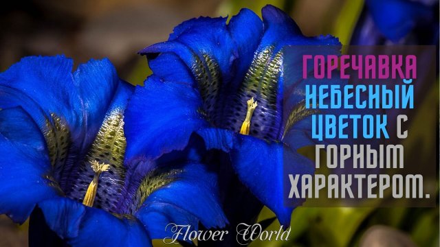 Горечавка - описание, виды, сорта и особенности.🧐