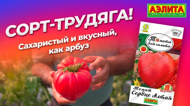 УРОЖАЙНЫЙ ТОМАТ! Сахаристый и вкусный, как арбуз! Сорт СЕРДЦЕ АЛТАЯ