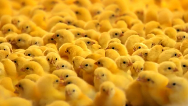 Цыплята и куры. Домашние животные для детей Мультики про животных