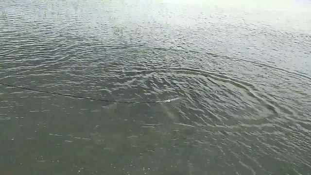 Ловля Сазанов в кастинговую сеть 9 метров