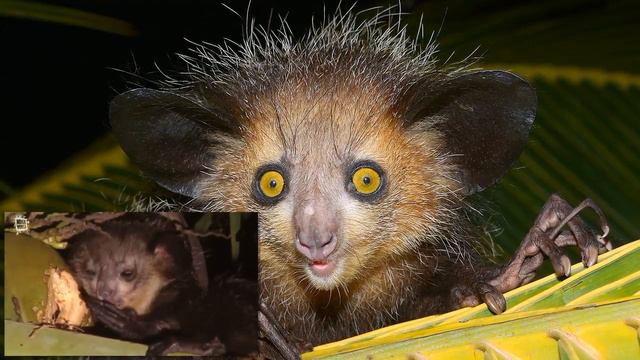 Самые УДИВИТЕЛЬНЫЕ ЖИВОТНЫЕ планеты Земля. ИНТЕРЕСНЫЕ ФАКТЫ о странных и необычных животных