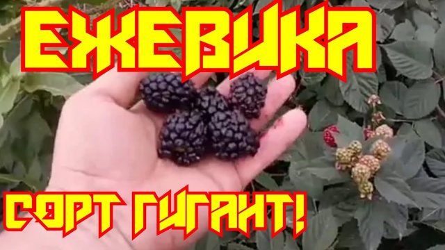 Самый крупный сорт ежевики! Сорт гигант