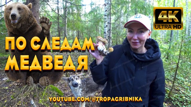 Собираем Грибы По Следам МЕДВЕДЯ, В Диких Лесах Вологодской Области