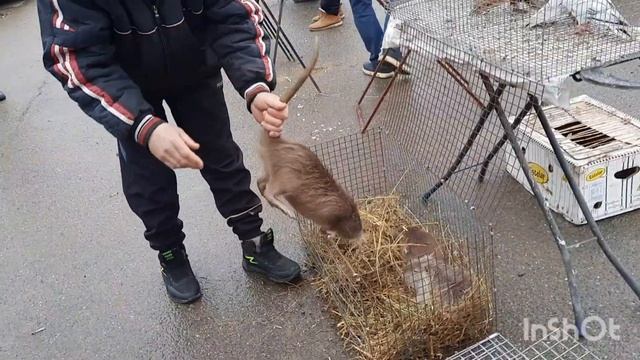 Обзор птичьего рынка на Монораме. Краснодар 6.03.2022г.