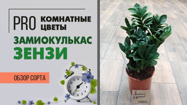 Карликовый сорт Замиокулькаса. Обзор сорта Зензи. Долларовое дерево.