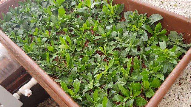 Ставим на укоренение Остеоспермум .