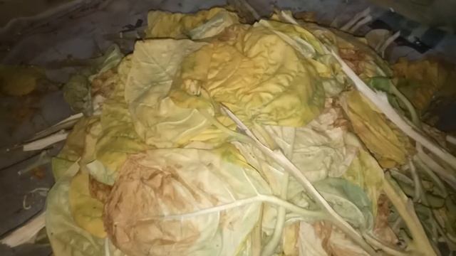 О томлении махорки.