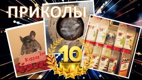 Лучшие приколы про ШИНШИЛЛ! Смешные ШИНШИЛЛЫ! Funny chinchillas❤#10