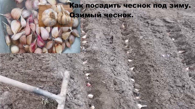 Сажаем озимый чеснок. Правила посадки озимого чеснока. Как вырастить чеснок. Осенняя посадка чеснока
