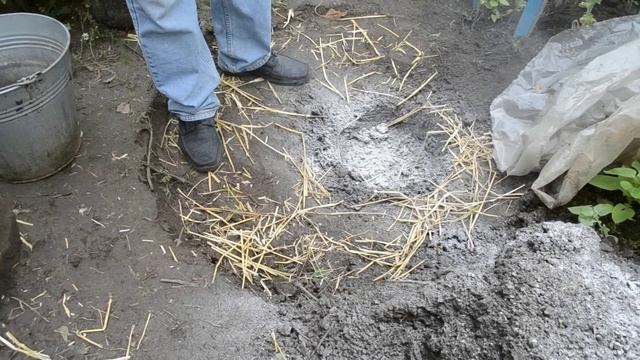 ЖИМОЛОСТЬ: посадка и уход осенью