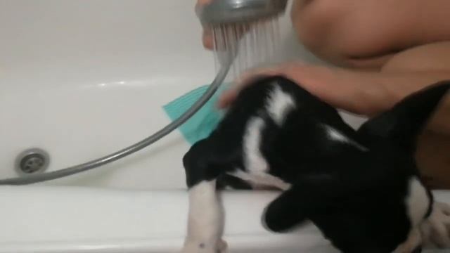 ПЕРВОЕ купание щенка французского бульдога