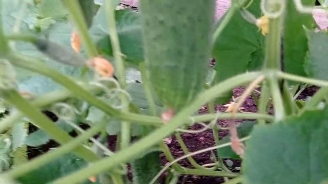 Мои огурцы, 22.06.21. Про МЭЛС, опять