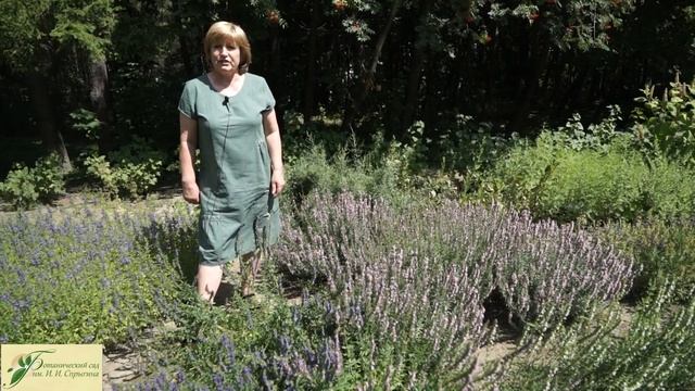 Иссоп лекарственный ✔️ Полезные Свойства  ? Как вырастить Иссоп