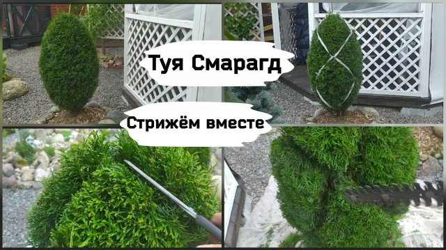 Туя Смарагд. Стрижём вместе.