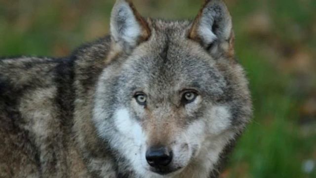 Душевная песня волки тоже умеют любить🐺