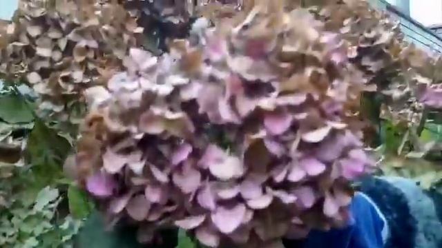 Осенняя обрезка крупнолистной гортензии.