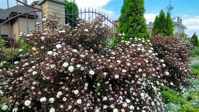 Пузыреплодник — мой самый эффектный кустарник