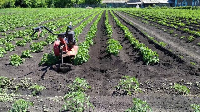 Окучивание картофеля лёгким мотокультиватором