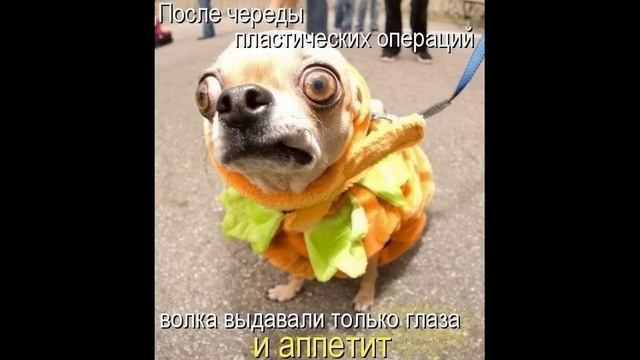 ПРИКОЛЫ! Я ГЛАЗАМИ КОТА   МЕМЫ!!! Смешные видео – Доми шоу!