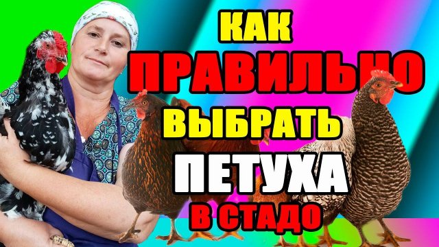 Как правильно выбрать петуха на племя. Сколько петухов должно быть в стаде.