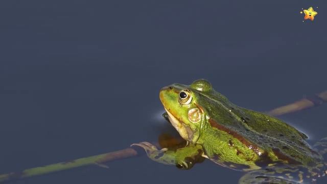 учим животных по системе Монтессори
