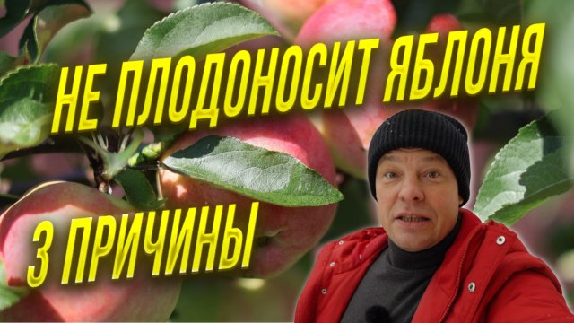 Три причины почему яблоня не плодоносит