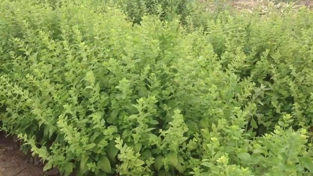 Мелиса. Посадочный материал собственного производства.