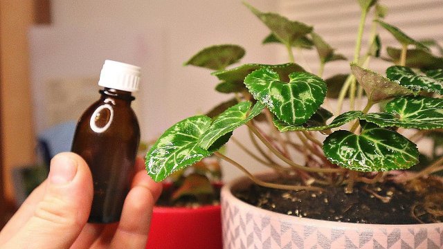 Научилась опрыскивать и проливать фитовермом домашние цветы и растения. Забыла что такое вредители