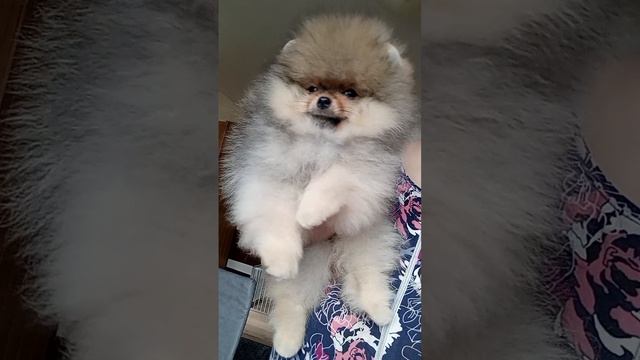 Винтик.