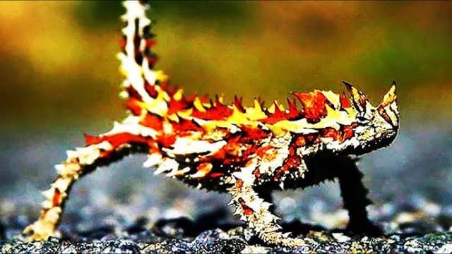 ? 7 Реальных животных-монстров, которые вас удивят.