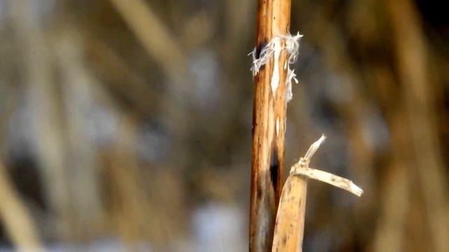 рогоз, +3 по Цельсию, январь 2015 г.