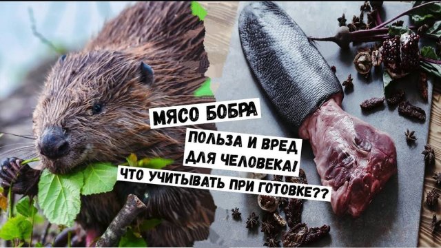 МЯСО БОБРА–ПОЛЬЗА И ВРЕД ДЛЯ ЧЕЛОВЕКА И ЧТО НУЖНО УЧИТЫВАТЬ ПРИ ГОТОВКЕ🧆 #Гастрономия #Охота #Бо