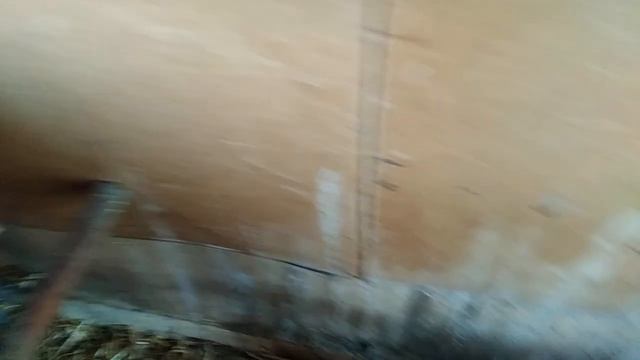 Как несутся куры Доминанты.