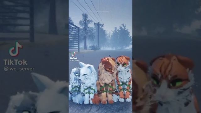 коты воители в роблокс из тик тока